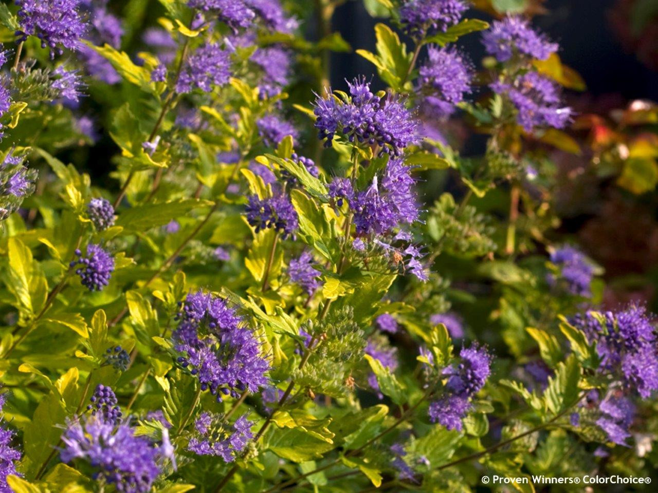 CARYOPTERIS incana ´Sunny Blue´® (´SMNCVH´)Ⓢ PW®