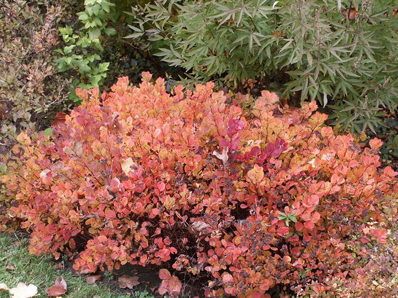 SPIRAEA betulifolia