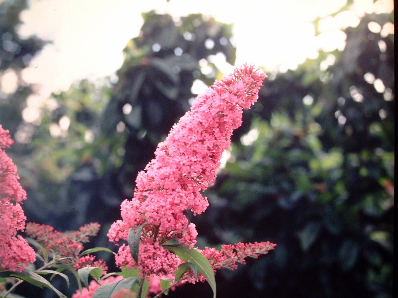 BUDDLEJA davidii ´Pink Delight´