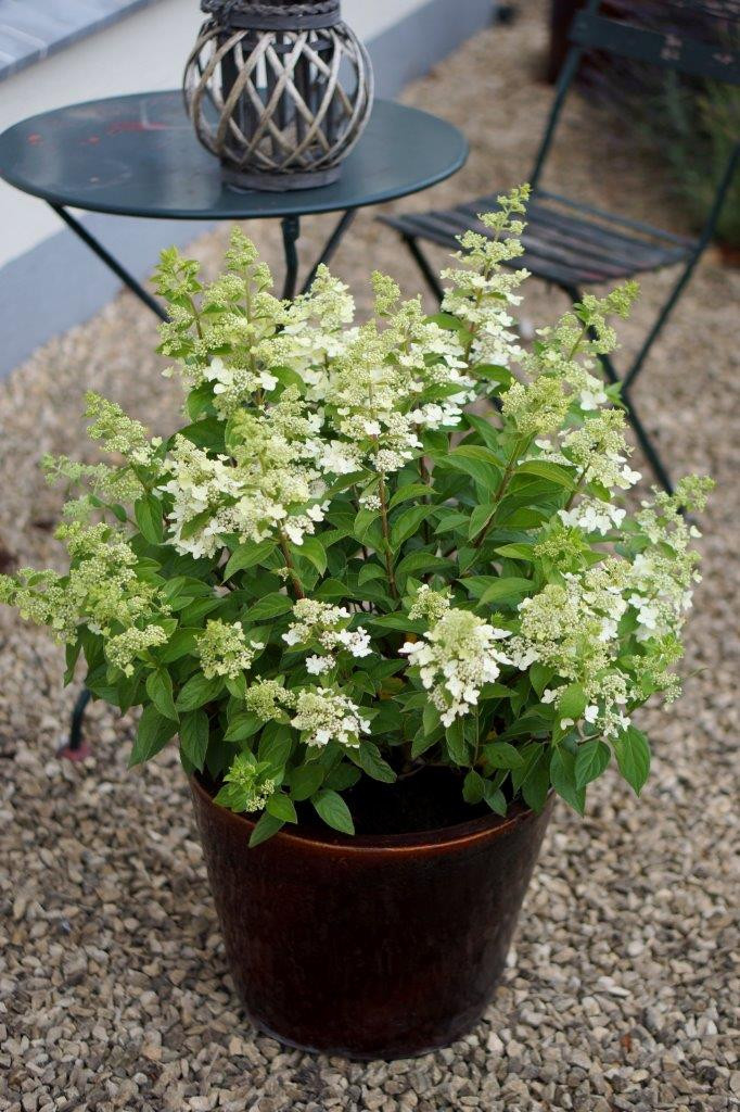 HYDRANGEA paniculata ´Confetti´ (´VLASVELD02´)Ⓢ