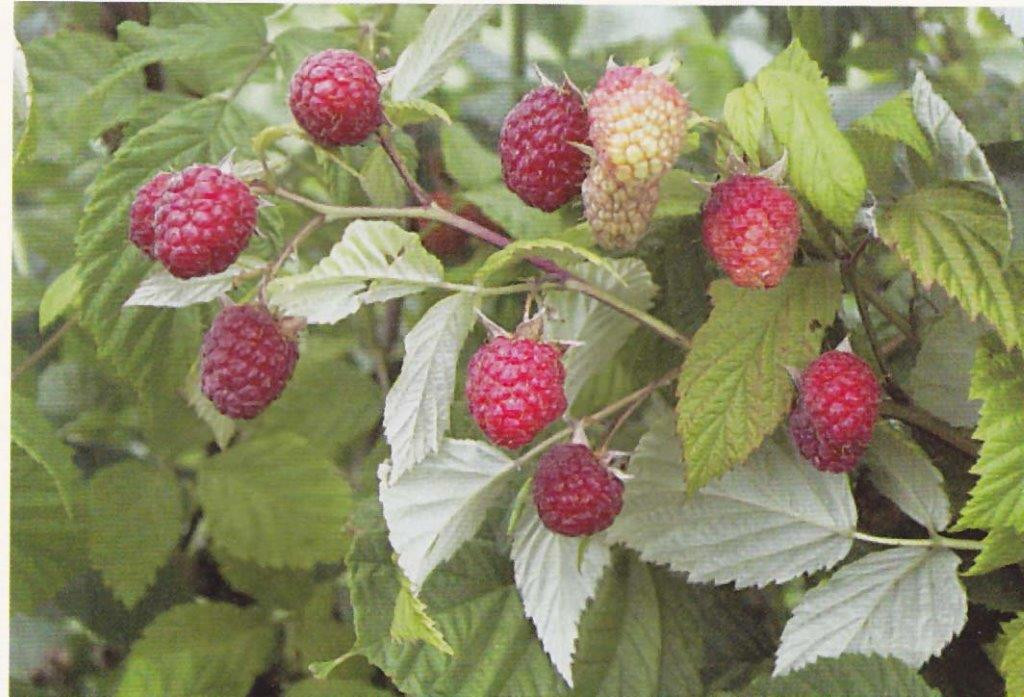 RUBUS idaeus ´Willamette´