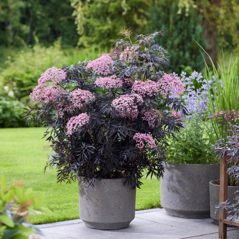 SAMBUCUS nigra ´Cherry Lace´ (´Hyfjolais´)Ⓢ