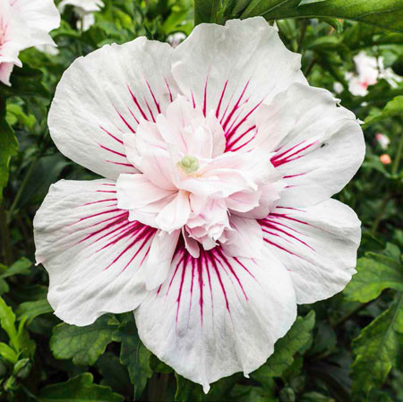 HIBISCUS syriacus ´Starburst Chiffon´ (´RWOODS6´)Ⓢ