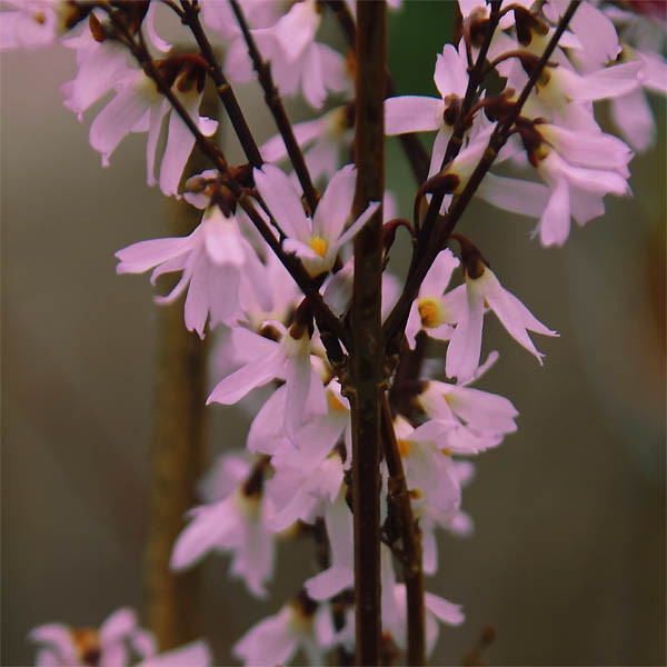 ABELIOPHYLLUM distichum ´Roseum´