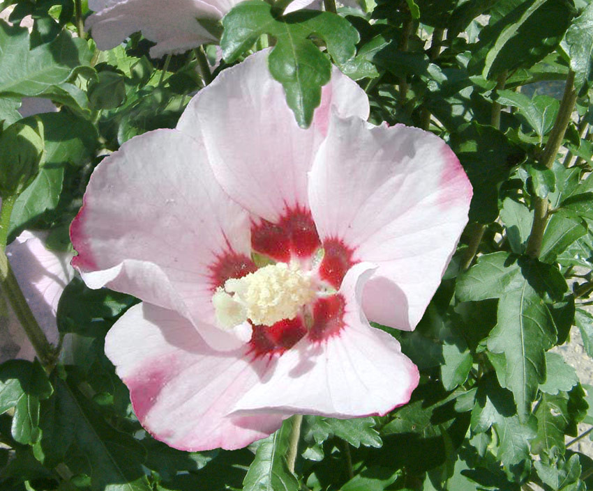 HIBISCUS syriacus ´Mathilda´