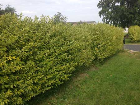 LIGUSTRUM ovalifolium ´Aureum´ (= aureomarginatum)