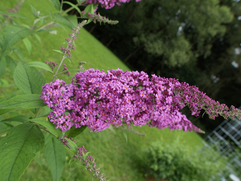 BUDDLEJA davidii ´Rêve de Papillon® Pink´