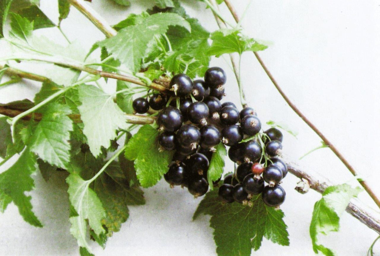 RIBES nigrum ´Ben Alder´