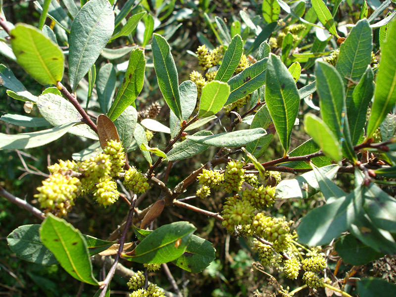 MYRICA gale