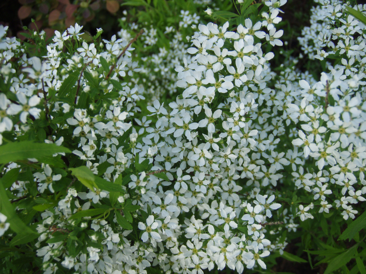 SPIRAEA thunbergii