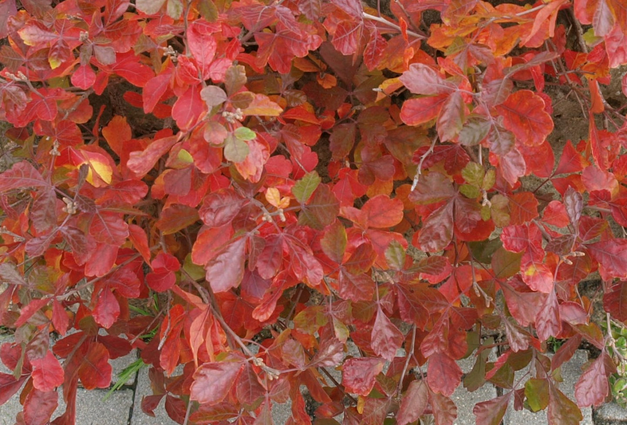 RHUS aromatica ´Grow-Low´