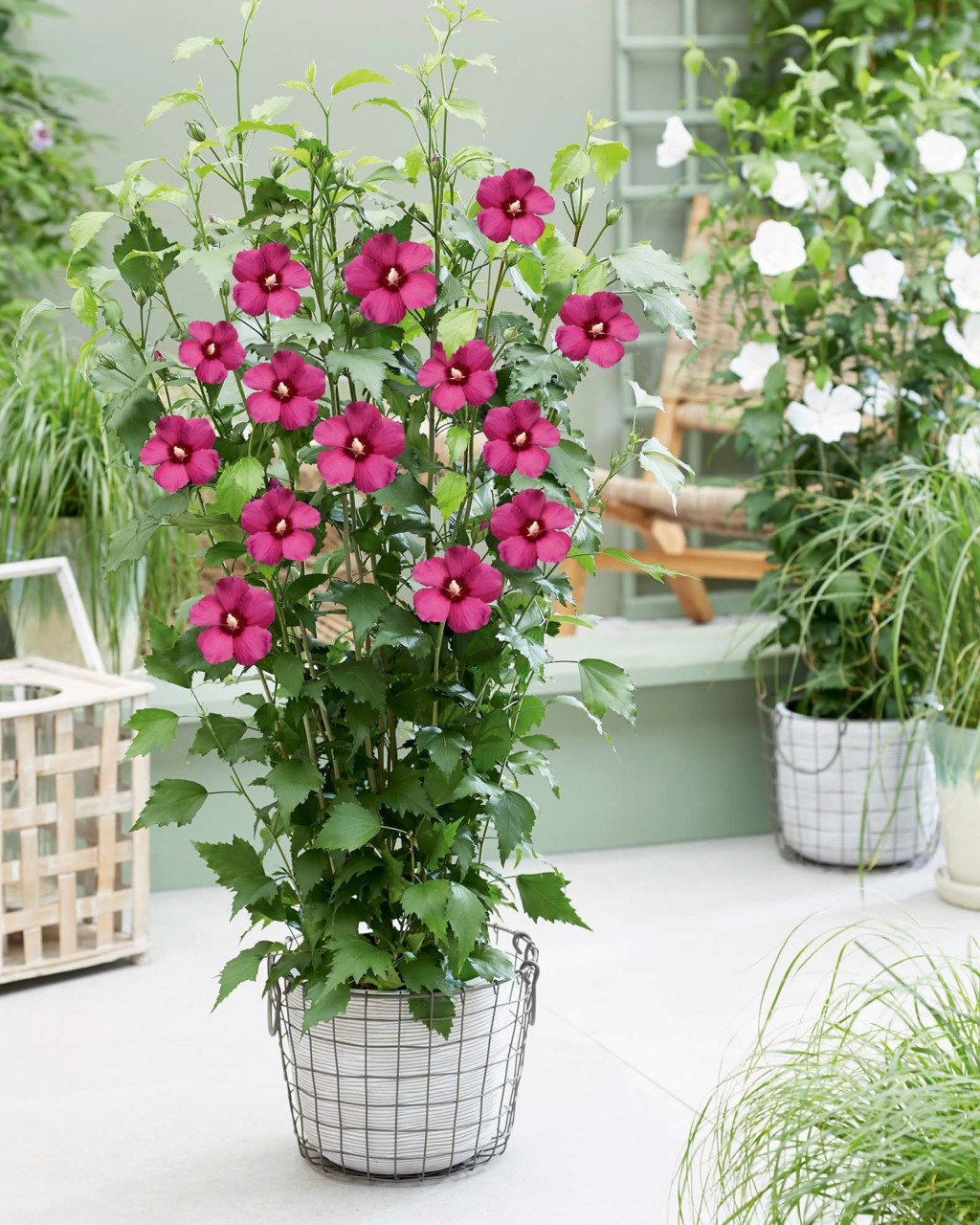 HIBISCUS syriacus ´Flower Tower Ruby´ (´Gandini van Aart Ruby´)Ⓢ