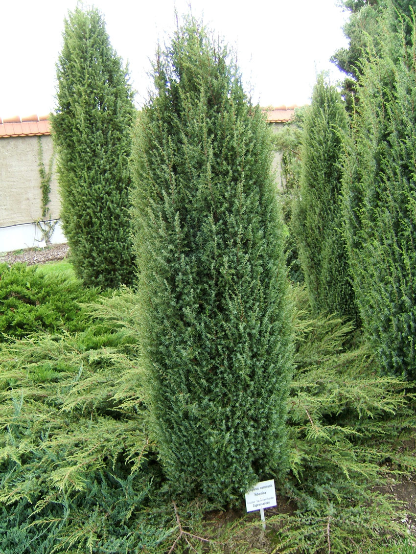JUNIPERUS communis ´Hibernica´ (= hibernica, communis stricta