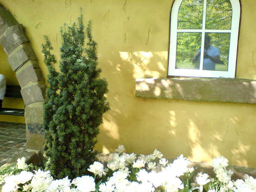 TAXUS baccata ´Fastigiata Robusta´