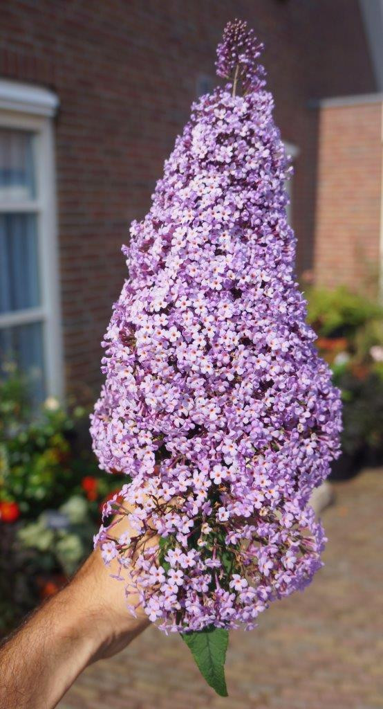 BUDDLEJA davidii ´Gulliver´Ⓢ