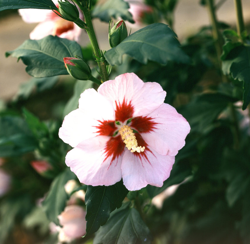 HIBISCUS syriacus ´Hamabo´