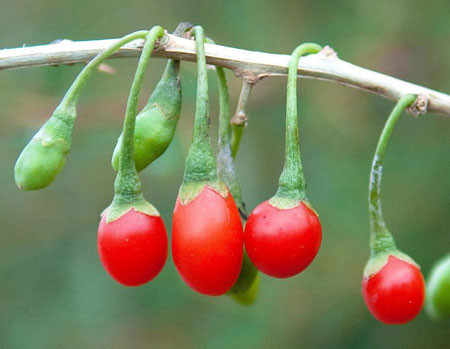 LYCIUM barbarum (= europaeum, halimifolium, vulgare)