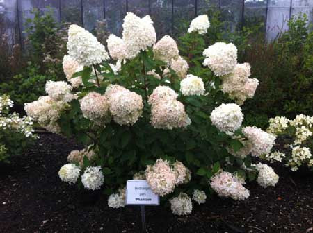 HYDRANGEA paniculata ´Phantom´