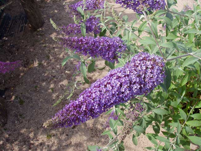 BUDDLEJA davidii ´Rêve de Papillon® Blue´