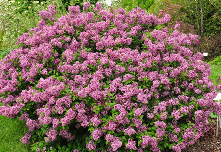 SYRINGA meyeri ´Lillifee´® (´Kojubella´)Ⓢ