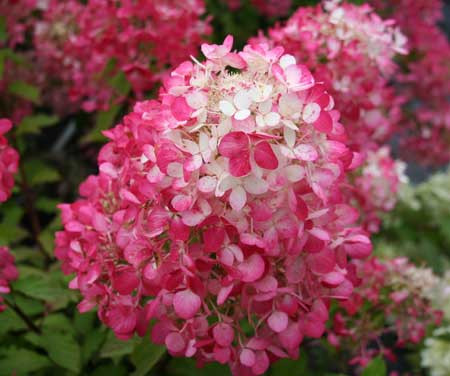 HYDRANGEA paniculata ´Diamant Rouge´® (´Rendia´)Ⓢ