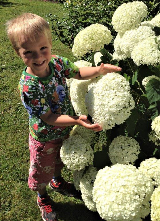 HYDRANGEA arborescens ´Annabelle´