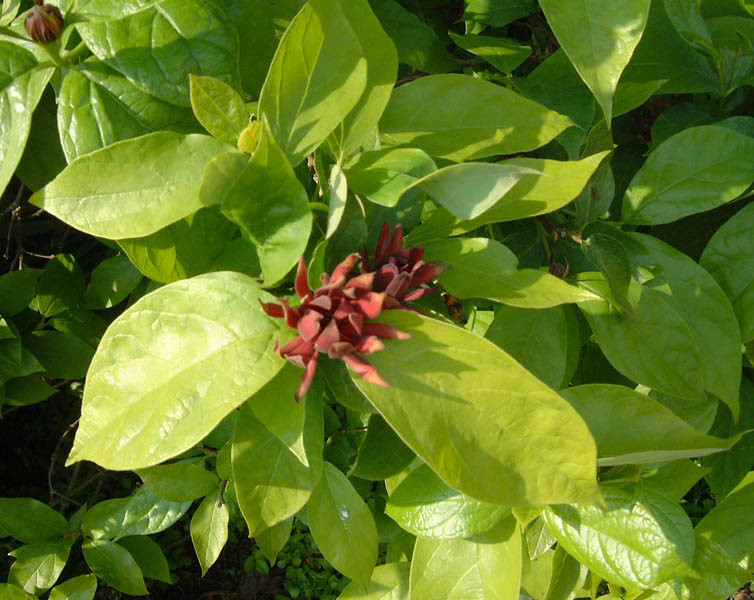 CALYCANTHUS floridus