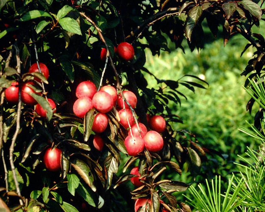 PRUNUS cerasifera ´Hollywood´ (=´Trailblazer´)