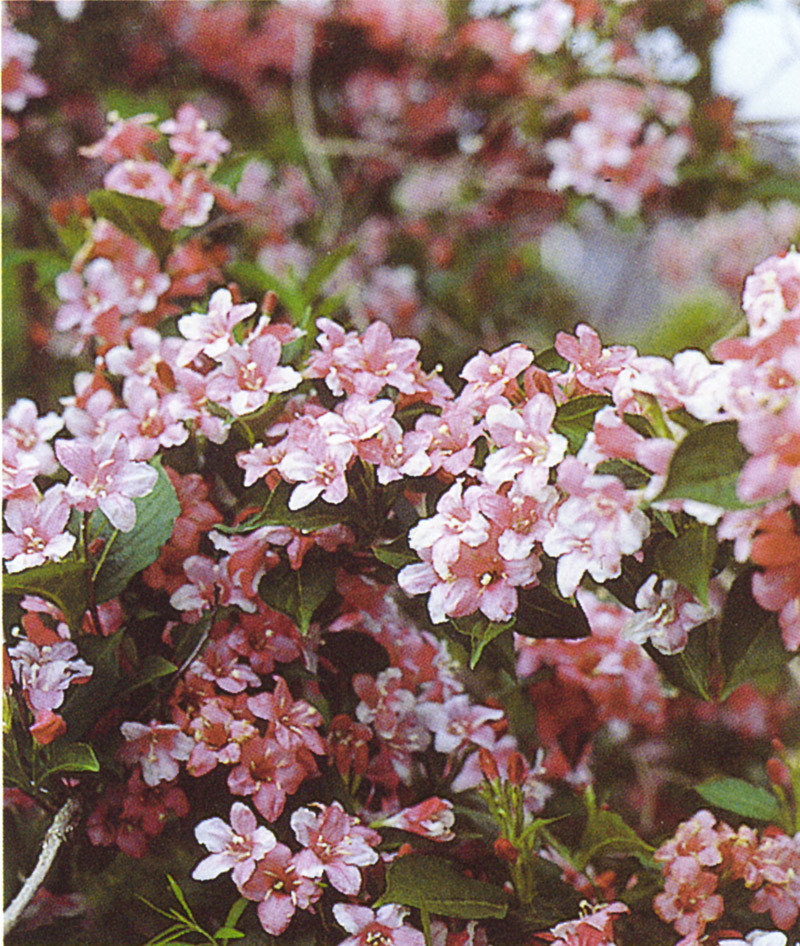 WEIGELA ´Styriaca´