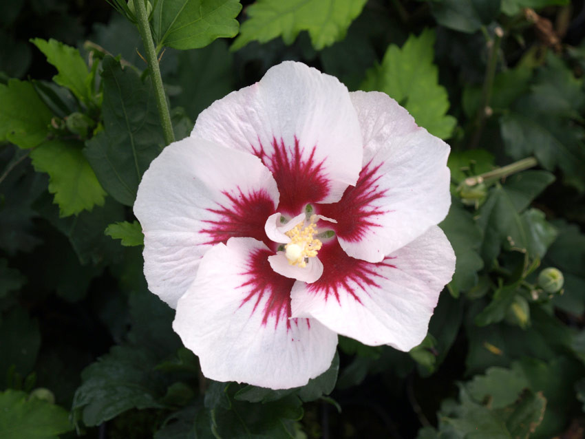 HIBISCUS syriacus ´Helene´