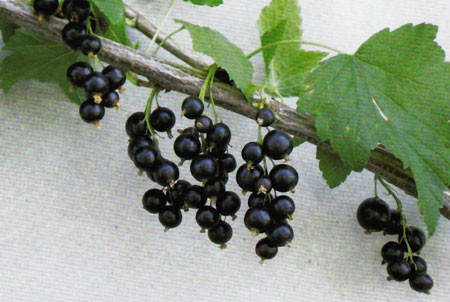 RIBES nigrum ´Ben More´