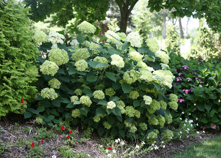 HYDRANGEA arborescens ´Lime Rickey´® (´SMNHALR´)Ⓢ PW®