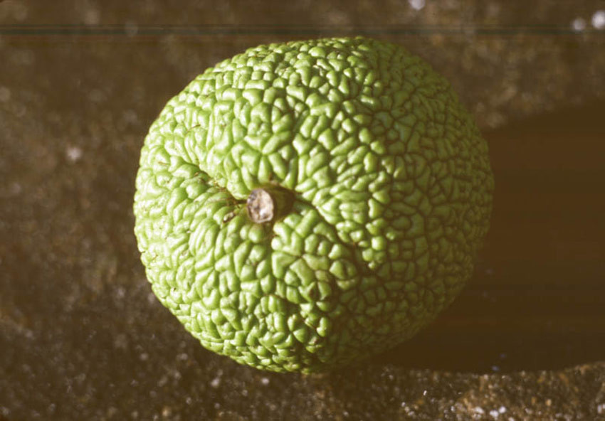 MACLURA pomifera (= aurantiaca, Cudrania aurantiaca, Cudrania pomifera)