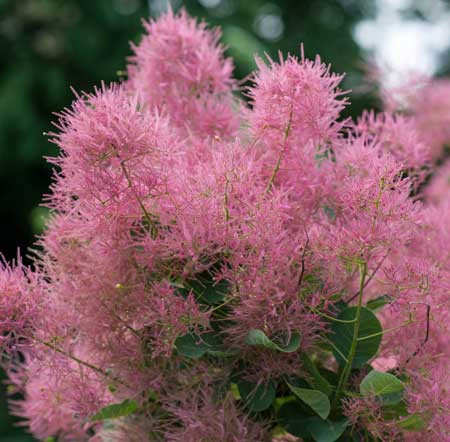 COTINUS coggygria ´Smokey Joe´ (´Lisjo´)Ⓢ