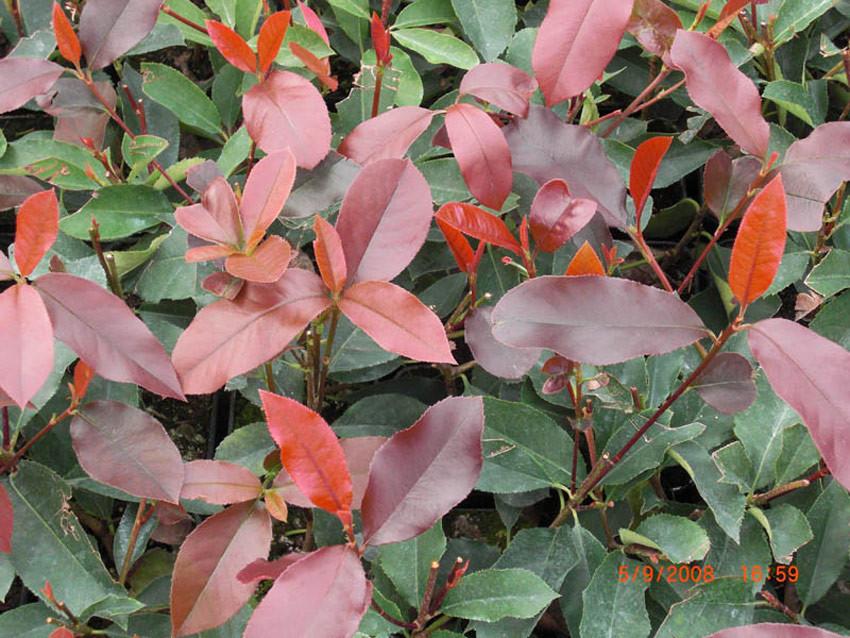 PHOTINIA fraseri ´Red Select´