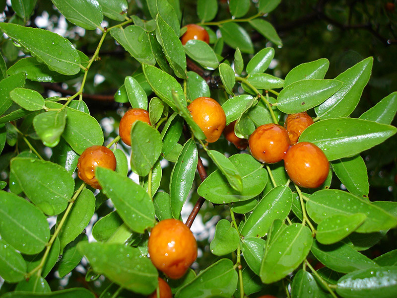 ZIZIPHUS jujuba