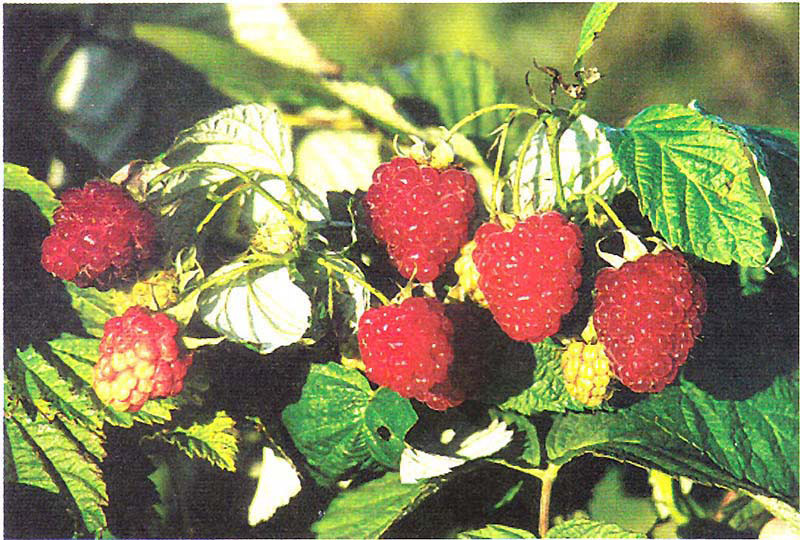 RUBUS idaeus ´ZEFA 3 Herbsternte´