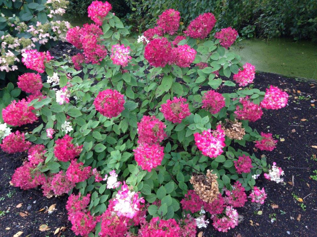 HYDRANGEA paniculata Diamant Rouge Rendia Laubgeholze Sortiment Shop Kordes Jungpflanzen