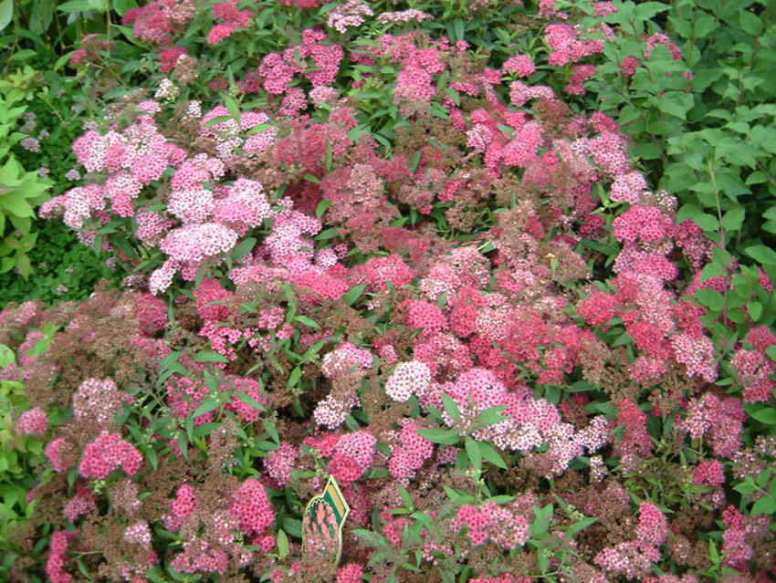 SPIRAEA japonica ´Anthony Waterer´ (= bumalda ´Anthony Waterer´)