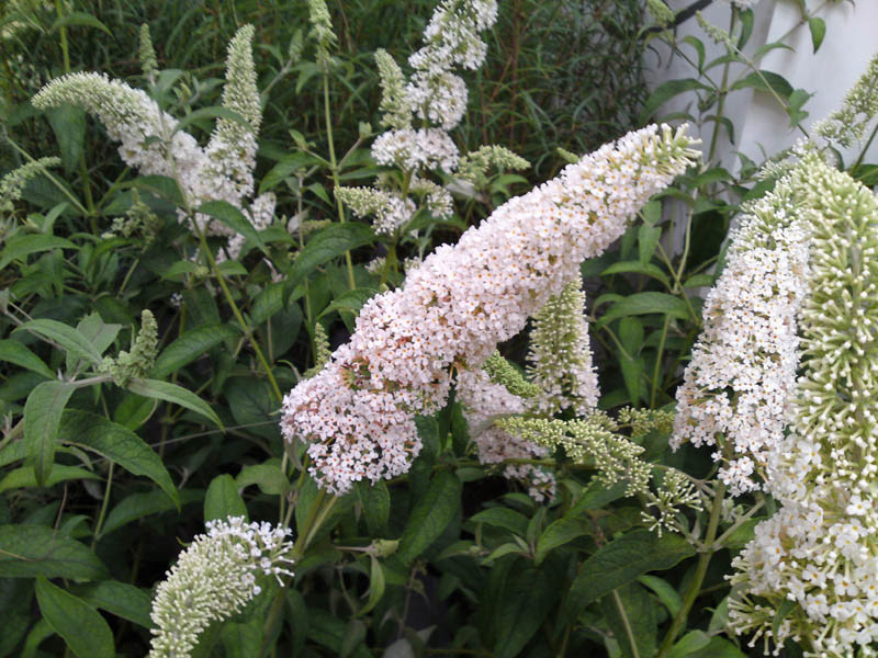 BUDDLEJA davidii ´Rêve de Papillon® White´