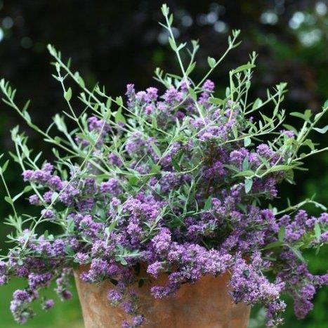 BUDDLEJA alternifolia ´Unique´ (´Pmoore12´)Ⓢ