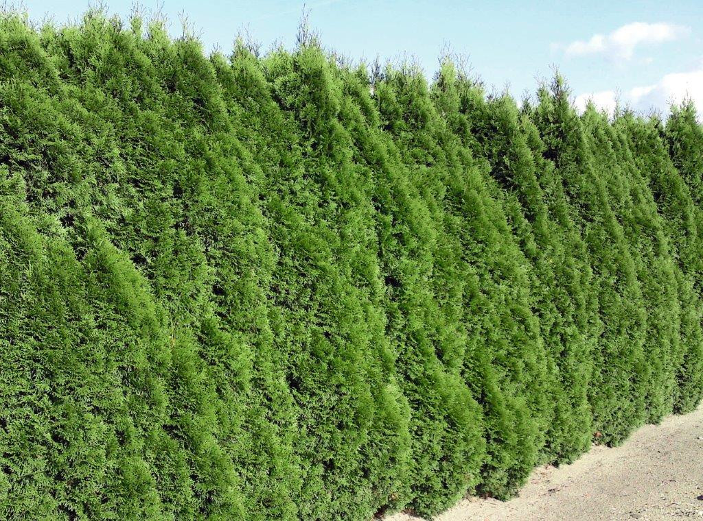 THUJA occidentalis ´Smaragd´ (= ´Emeraude´)