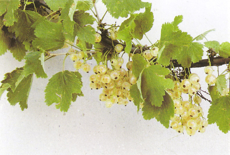 RIBES sativa ´Weiße Versailler´