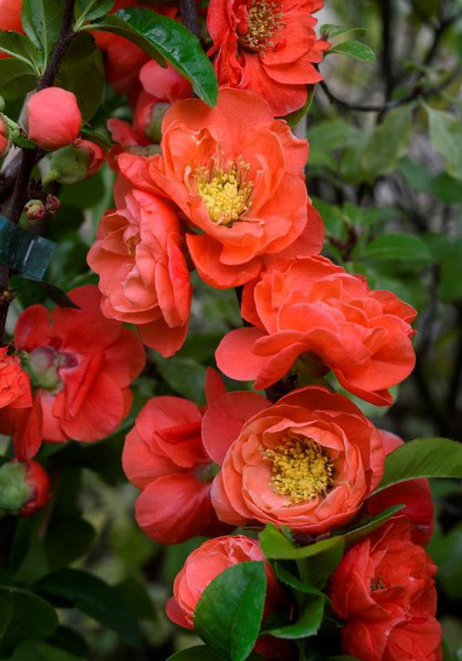 CHAENOMELES speciosa ´Mango Storm´® (´MINCHA01´)Ⓢ PW®