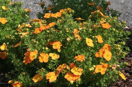 POTENTILLA fruticosa ´Bella Sol´ (´HACHDON´)Ⓢ