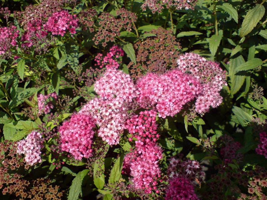 SPIRAEA japonica ´Anthony Waterer´ - Sapho (= bumalda ´Anthony Waterer´ - Sapho)