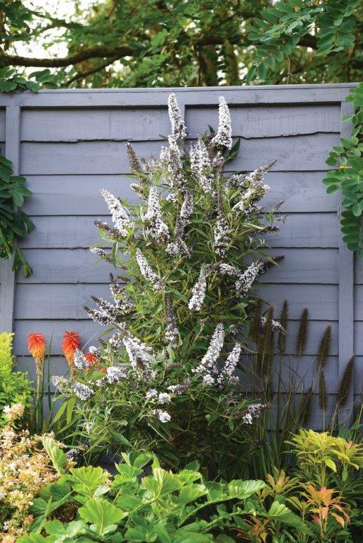 BUDDLEJA davidii ´Butterfly Tower White´