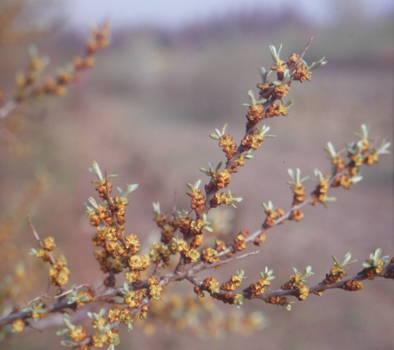 HIPPOPHAE rhamnoides ´Pollmix 2´