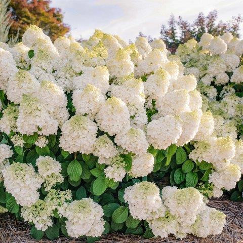 HYDRANGEA paniculata ´Little Hottie´ (´Bailpanone´)Ⓢ FE®