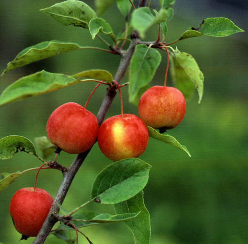 recettes malus john downie recettes malus john downie
